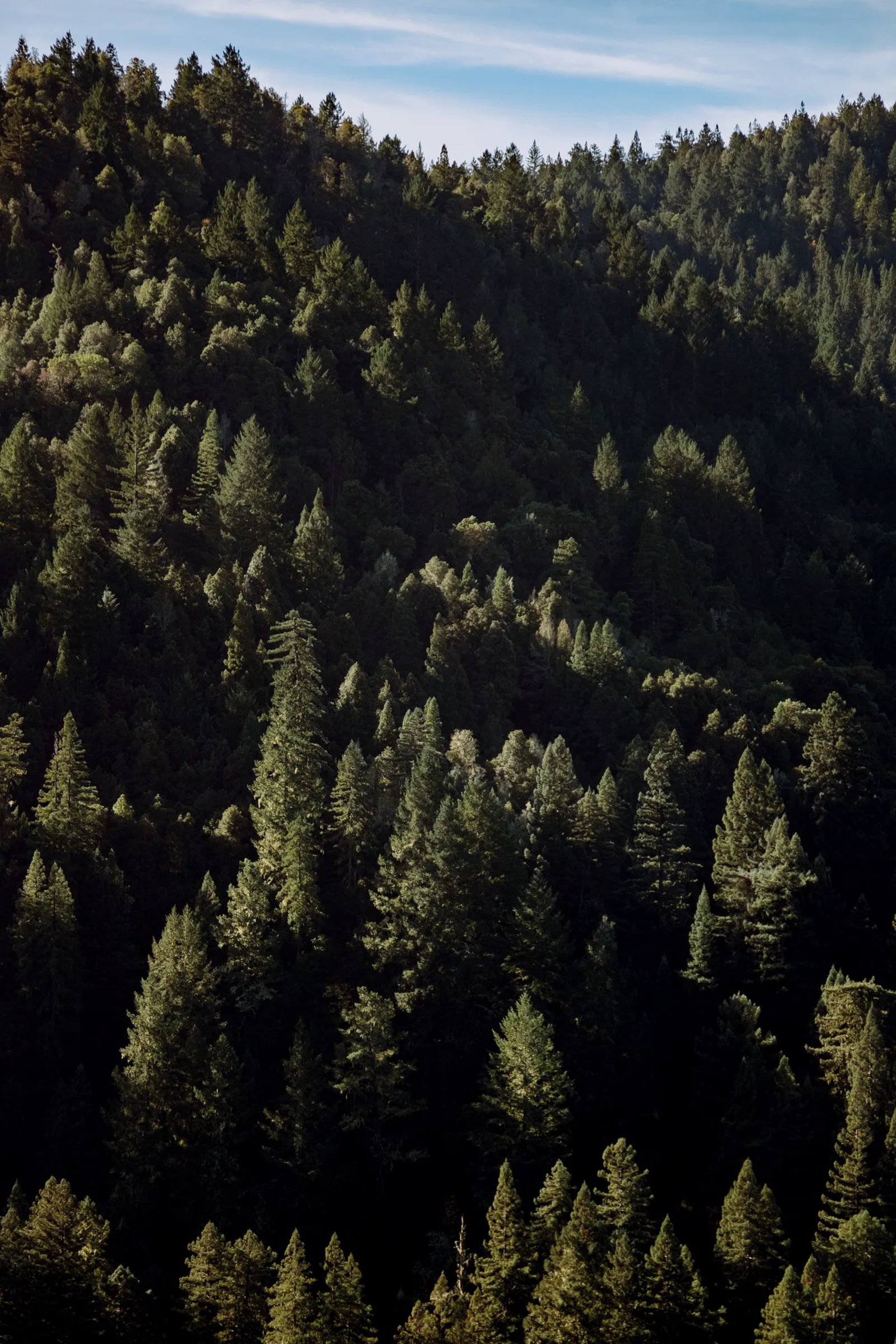 Sunlit pine forest with tall straight trunks